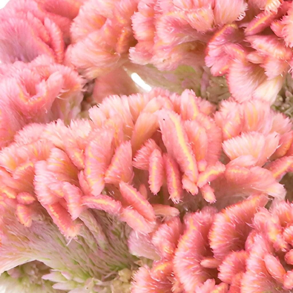 Pink Light Celosia Coxcomb - alternative 2
