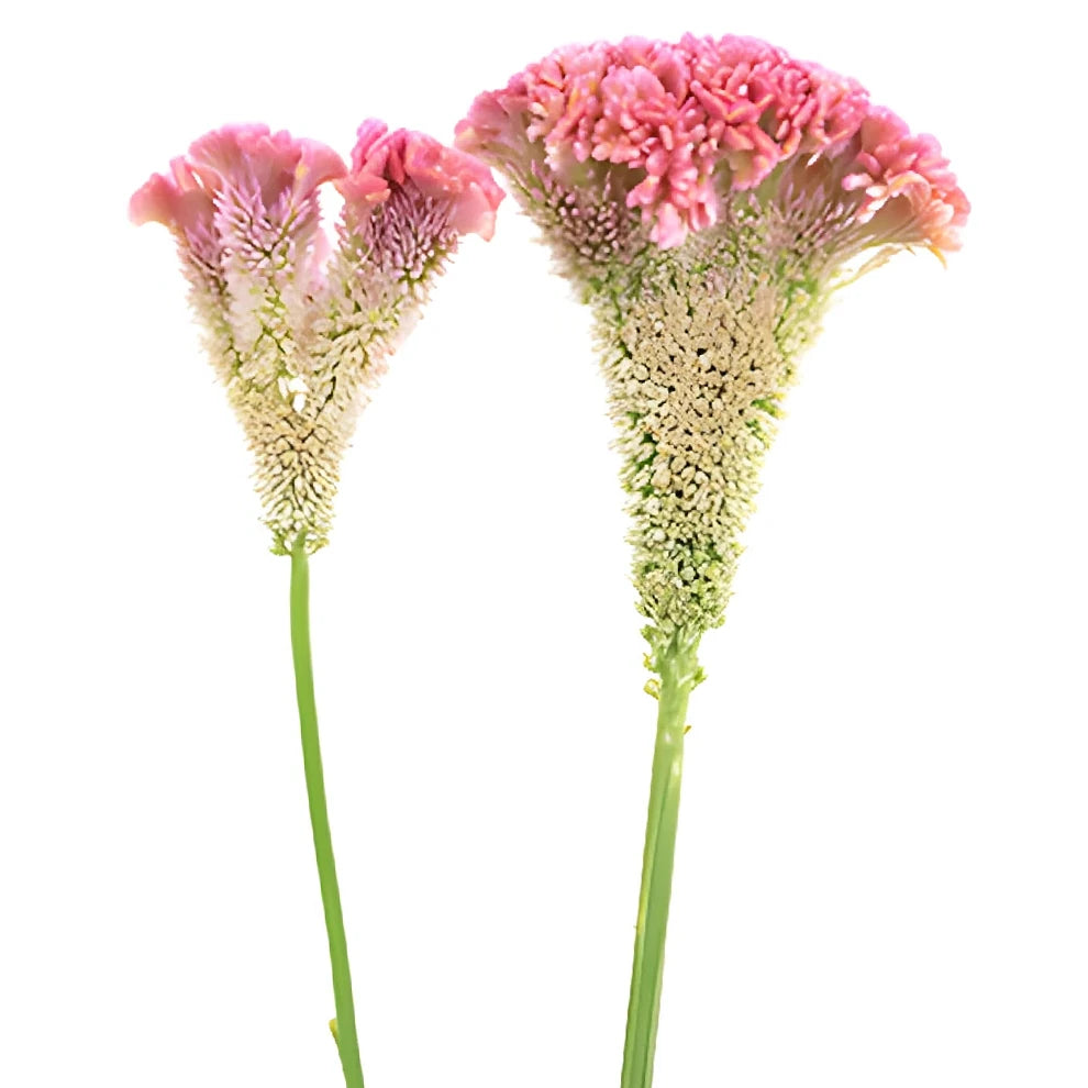 Light Pink Celosia Feather - alternative 2