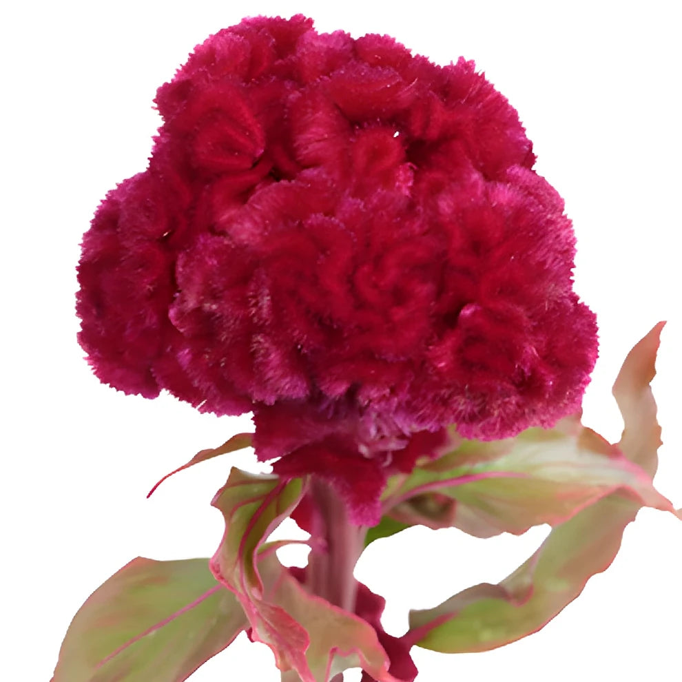Red Celosia Coxcomb - alternative 1