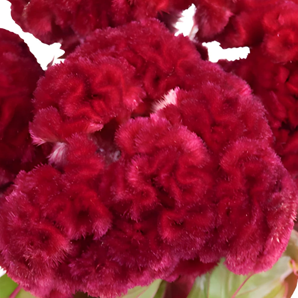 Red Celosia Coxcomb - alternative 3
