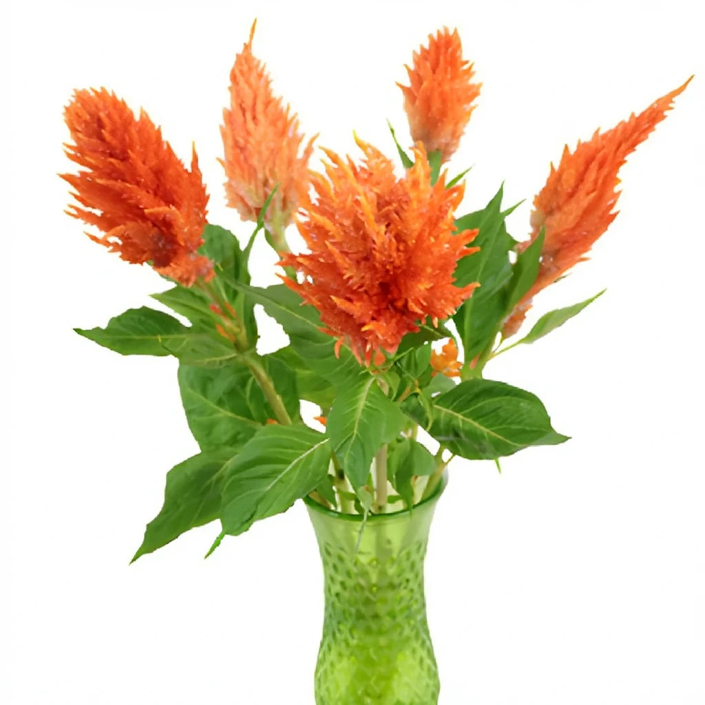 Orange Celosia Feather - alternative 2