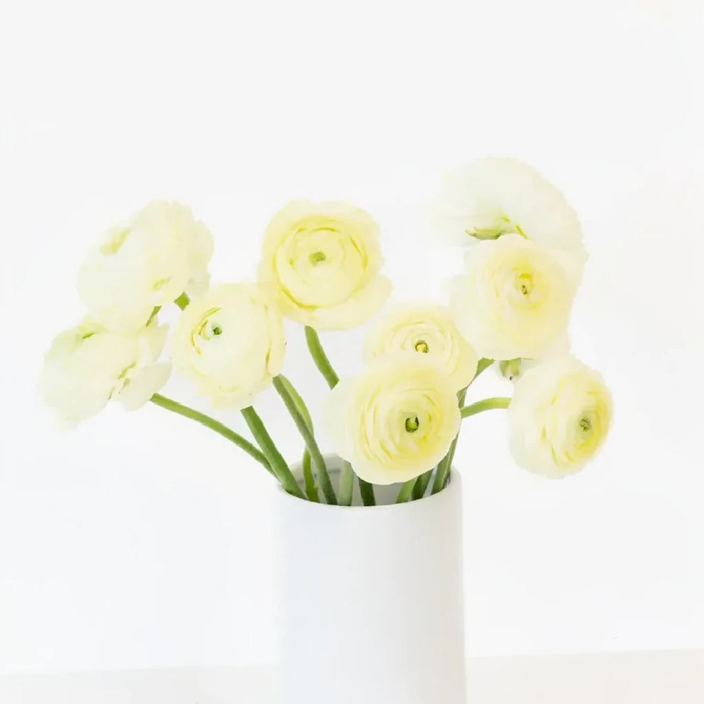 Cream Ranunculus - main
