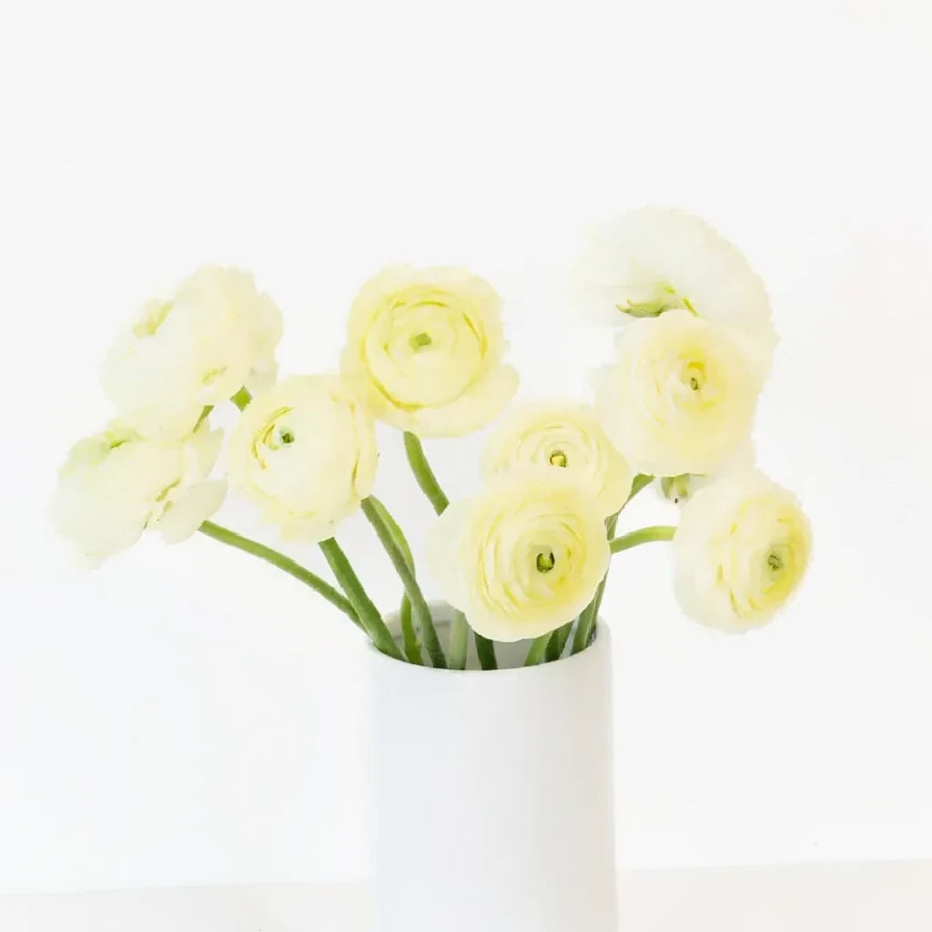 Cream Ranunculus Cloony - main