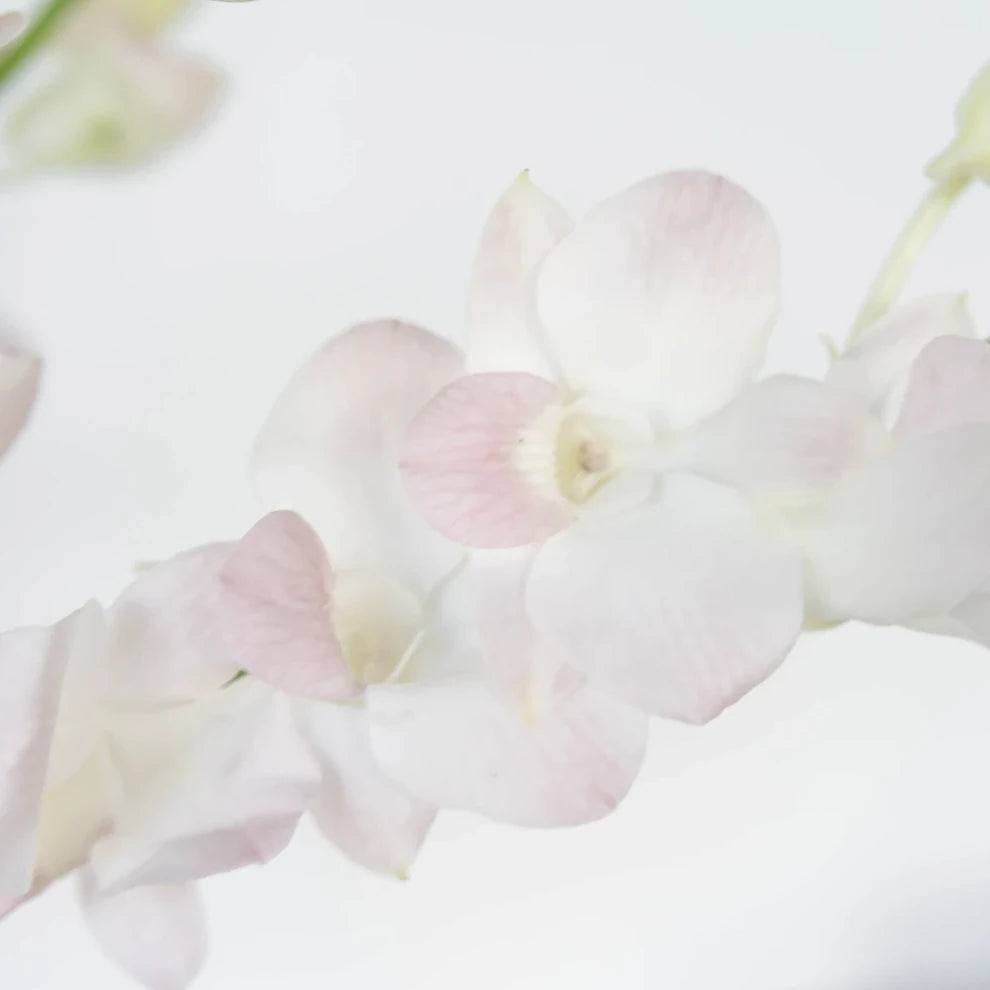Marco Polo Orchids Dendrobium - alternative 2