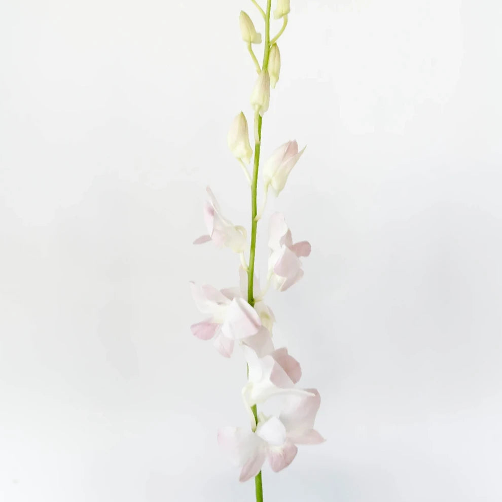 Marco Polo Orchids Dendrobium - main