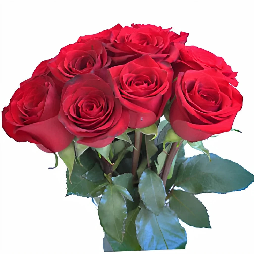 Checkmate Roses Standard - alternative 2