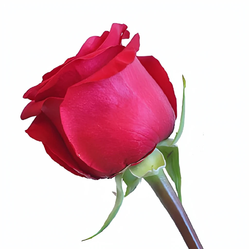 Checkmate Roses Standard - main