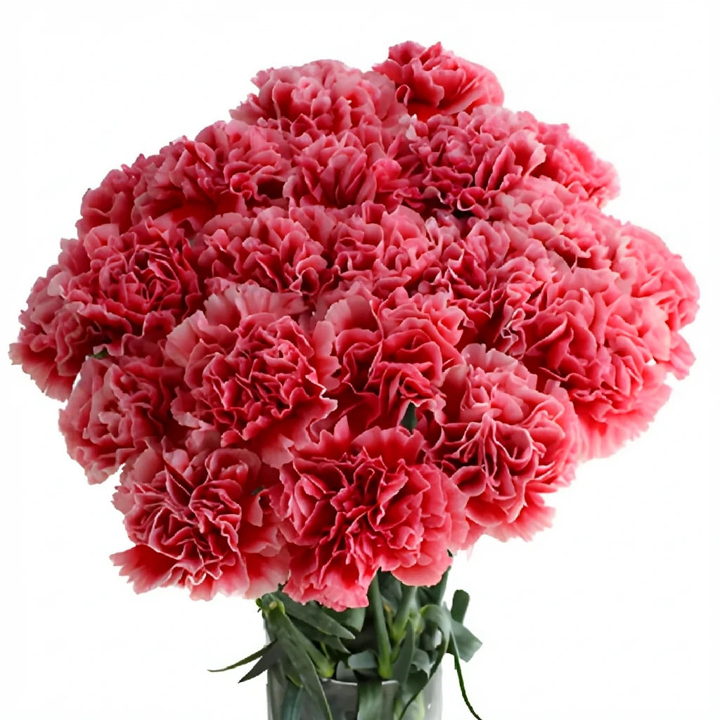Cheerio Carnations - alternative 1