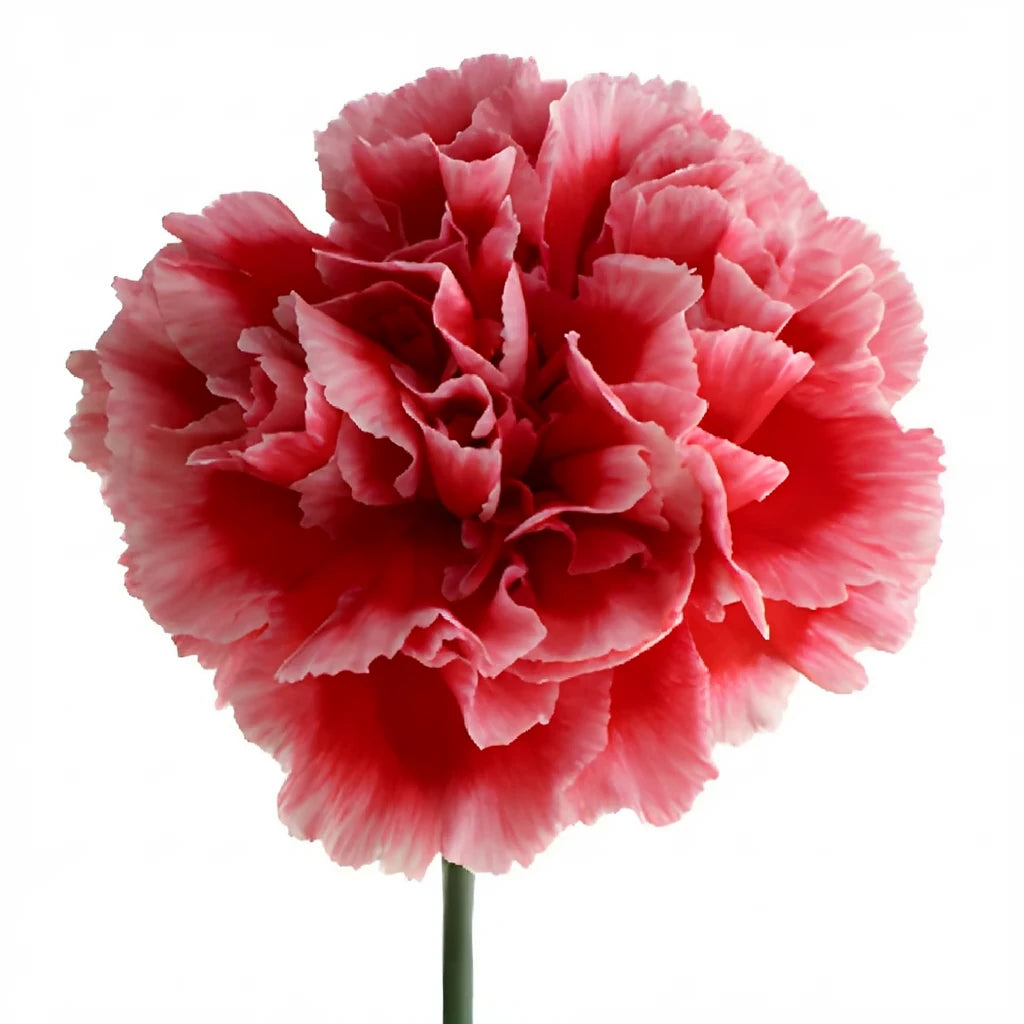 Cheerio Carnations - main