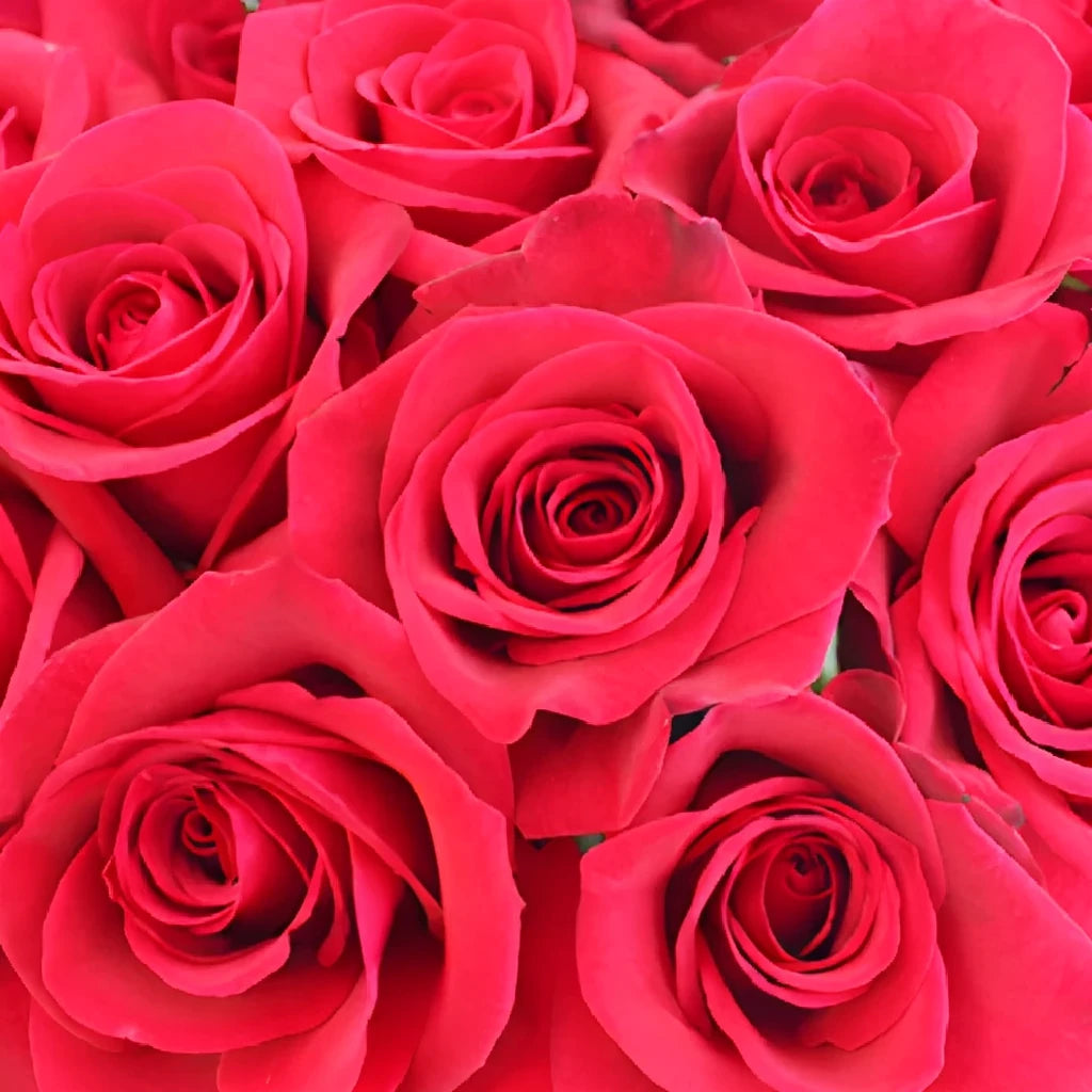 Cherry Love Roses Standard - main