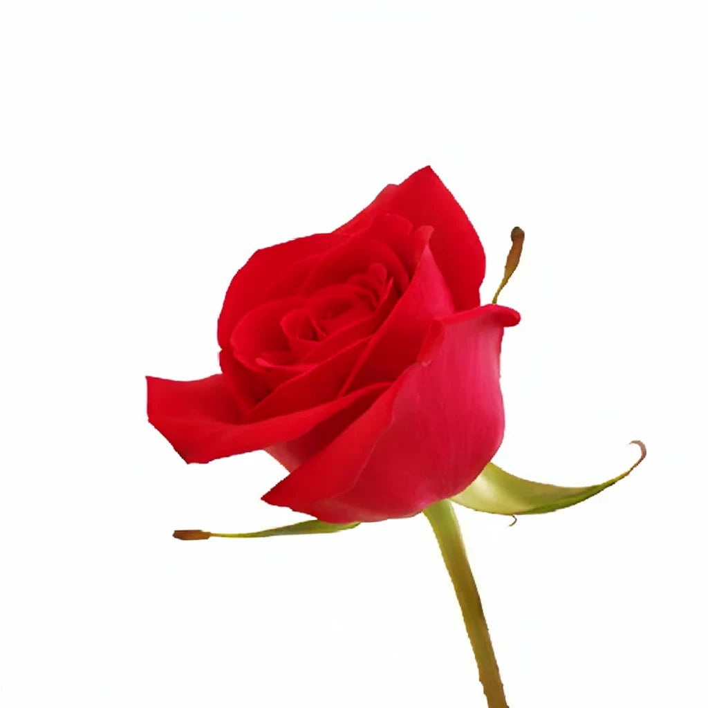 Cherry Love Roses Standard - alternative 3
