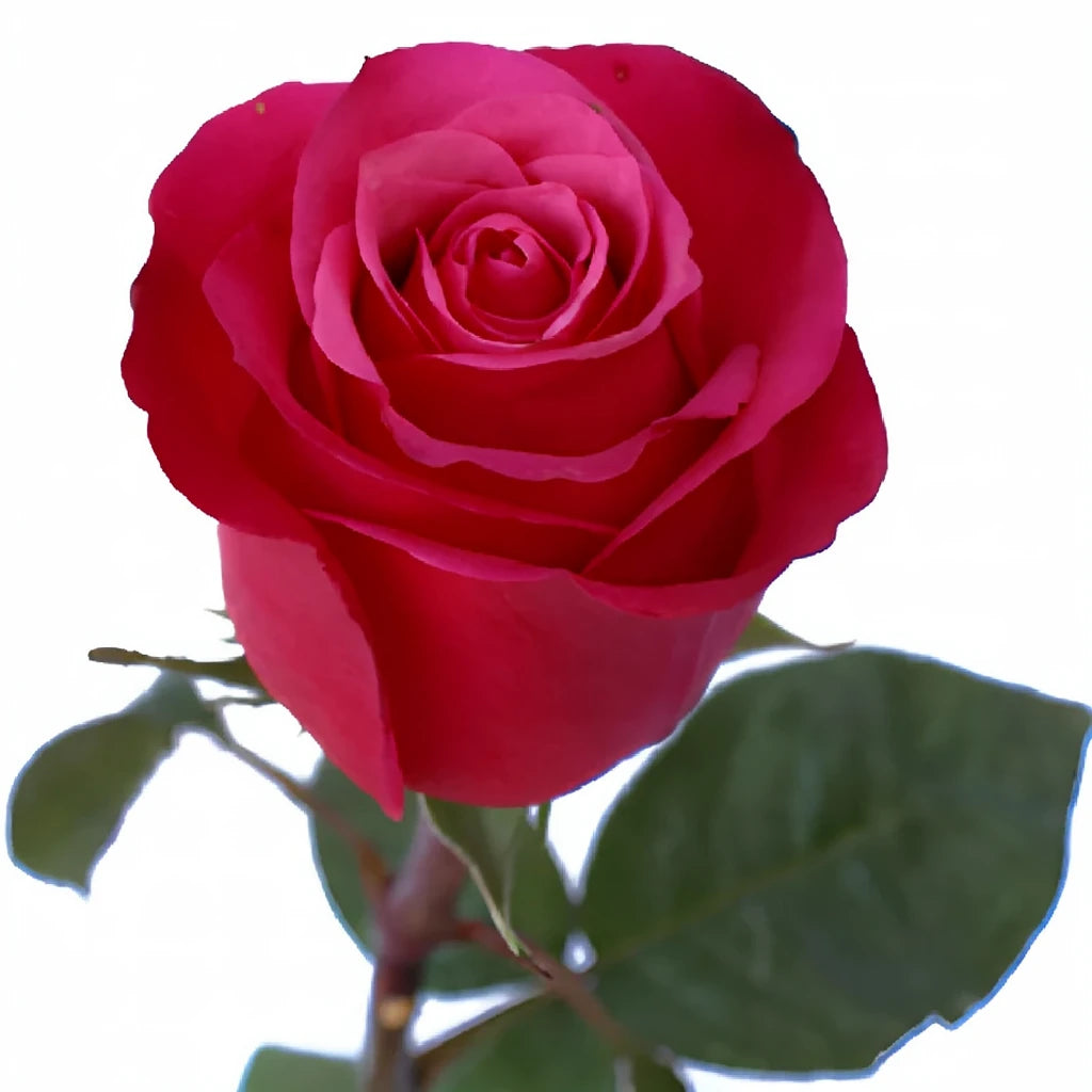 Cherry O Roses Standard - alternative 1