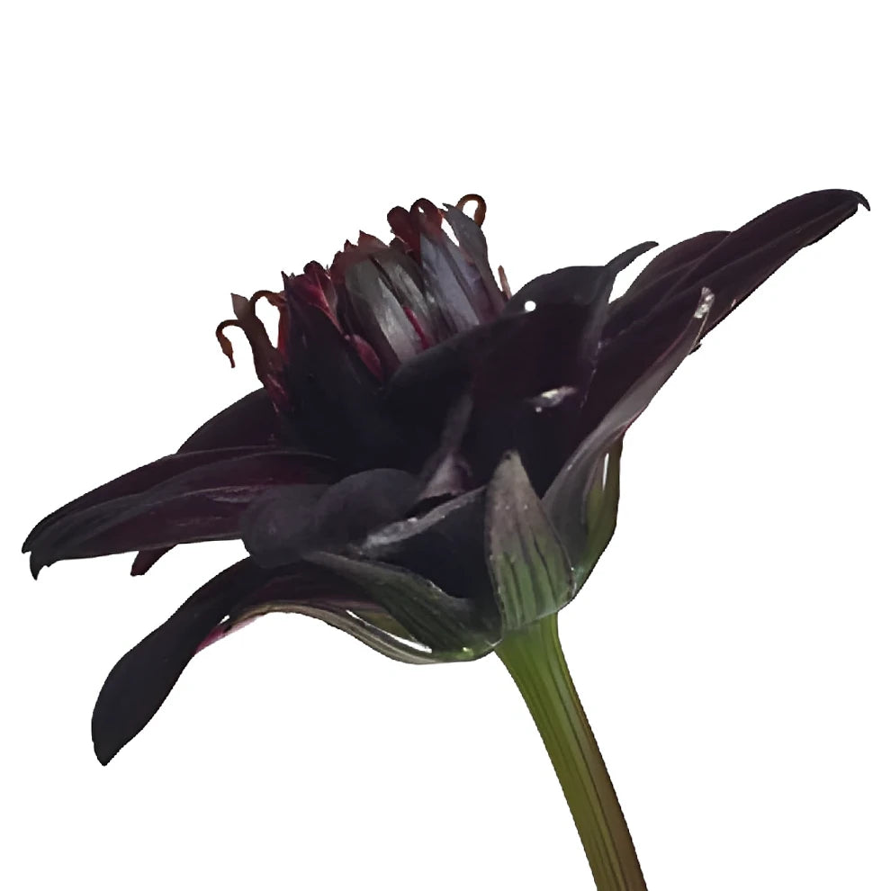 Brown Chocolate Cosmos - alternative 1