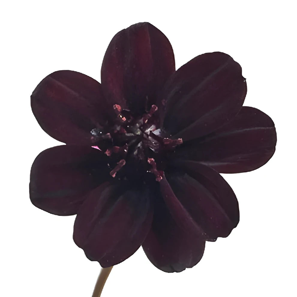 Brown Chocolate Cosmos - main