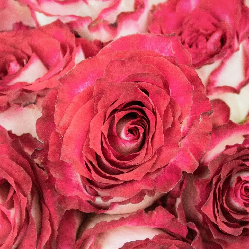 Cinderella Roses Standard - main