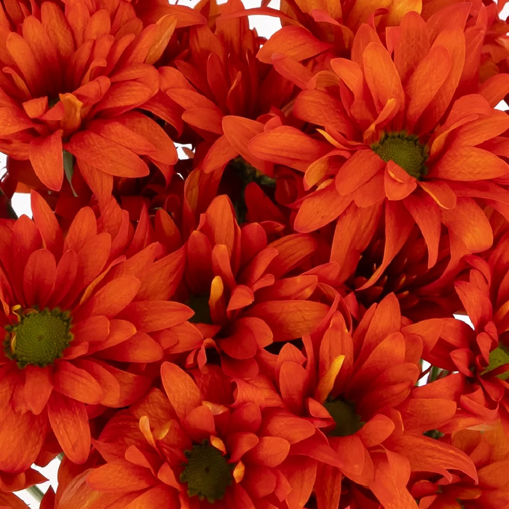 Atlantis Pink Pom Daisy - main