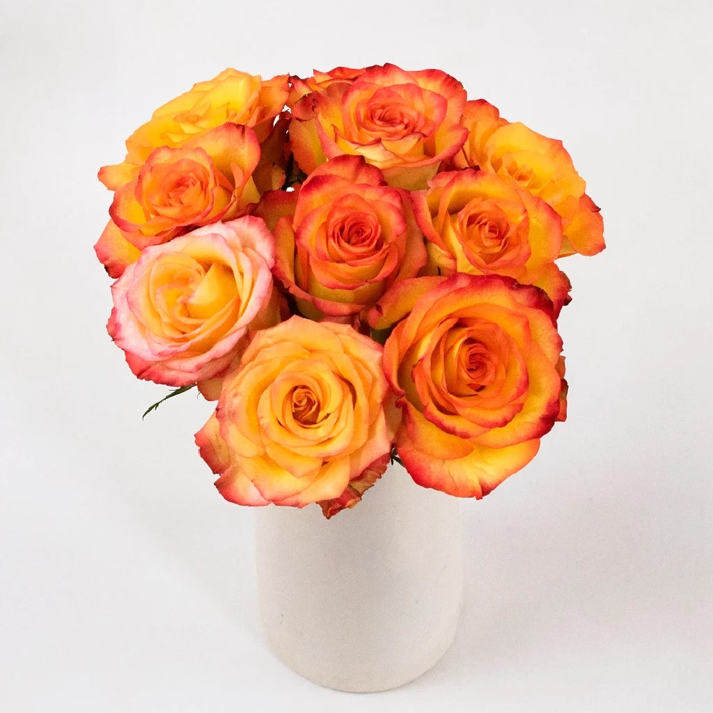 Circus Roses Standard - main