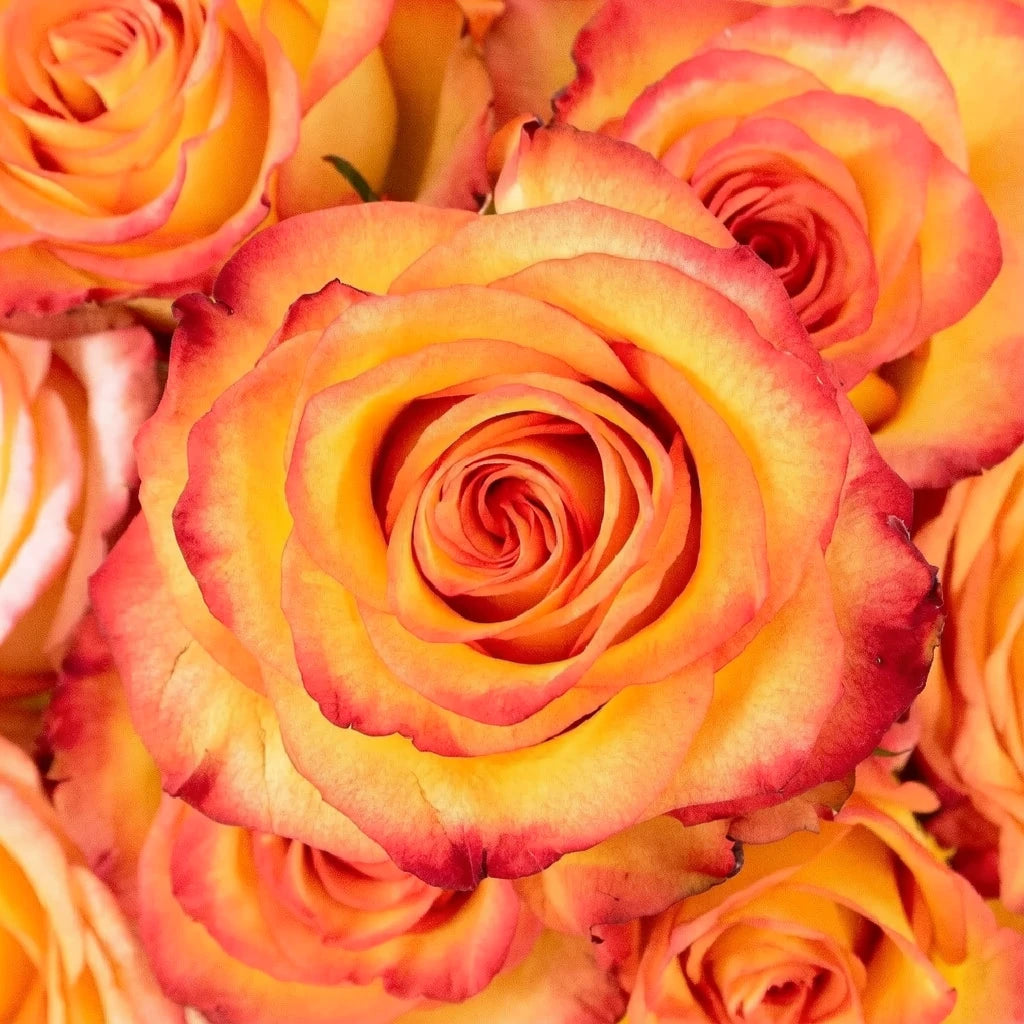 Circus Roses Standard - alternative 2