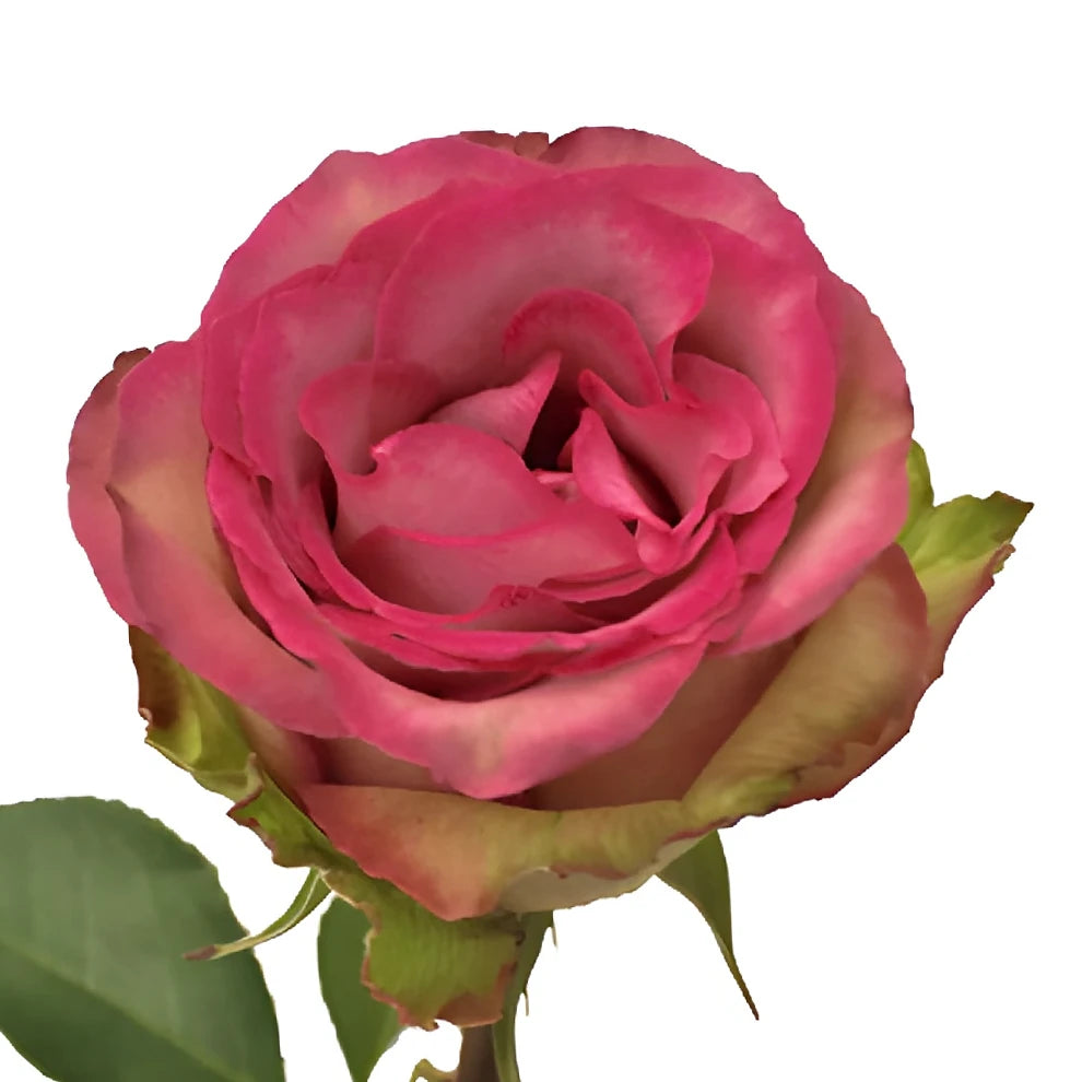 Classic Cezanne Roses Standard - alternative 3
