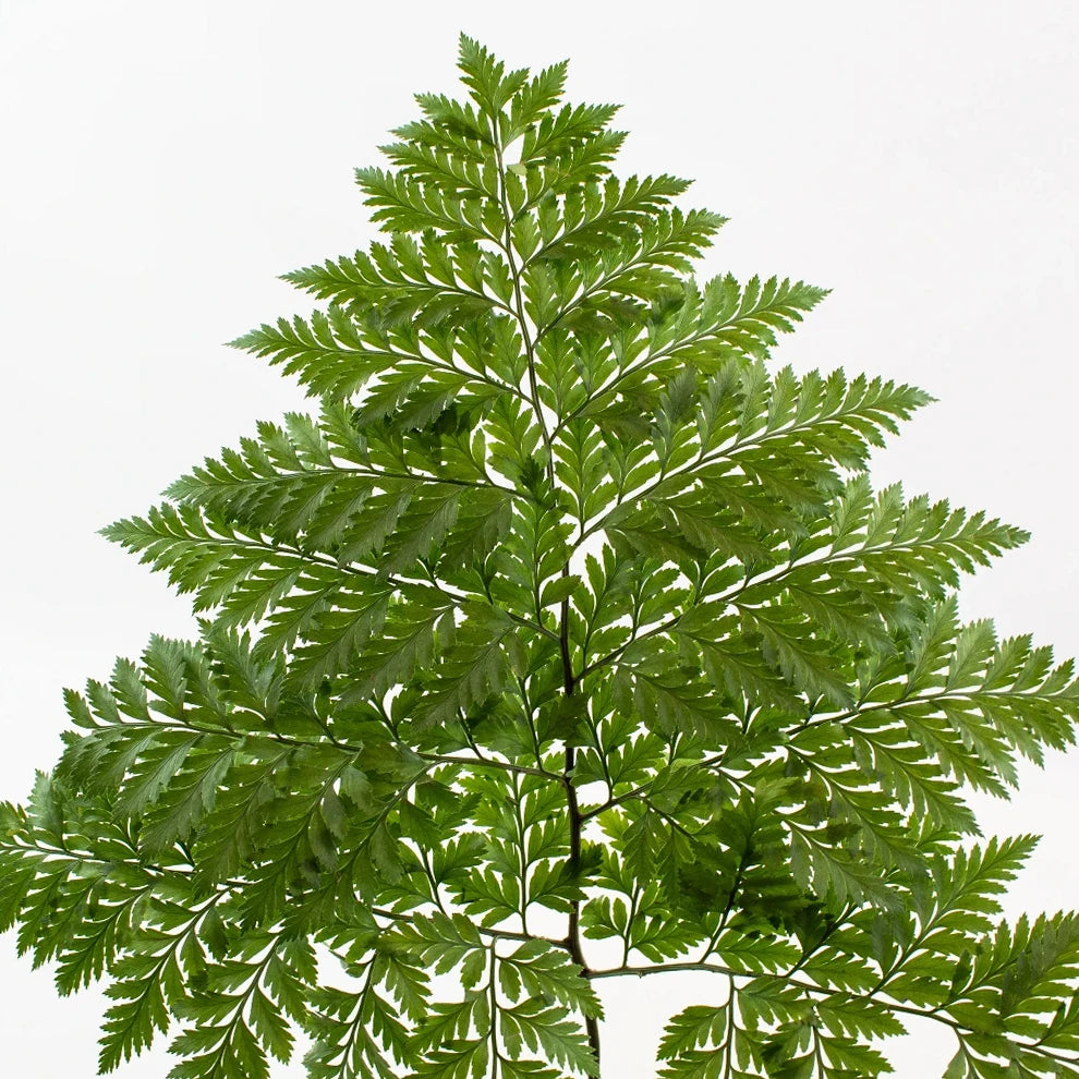 Cleopatra Greenery - main