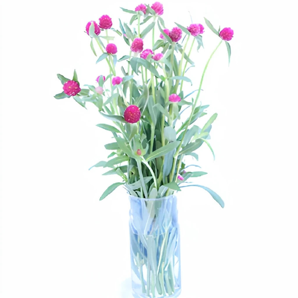 Pink Hot Gomphrena - main