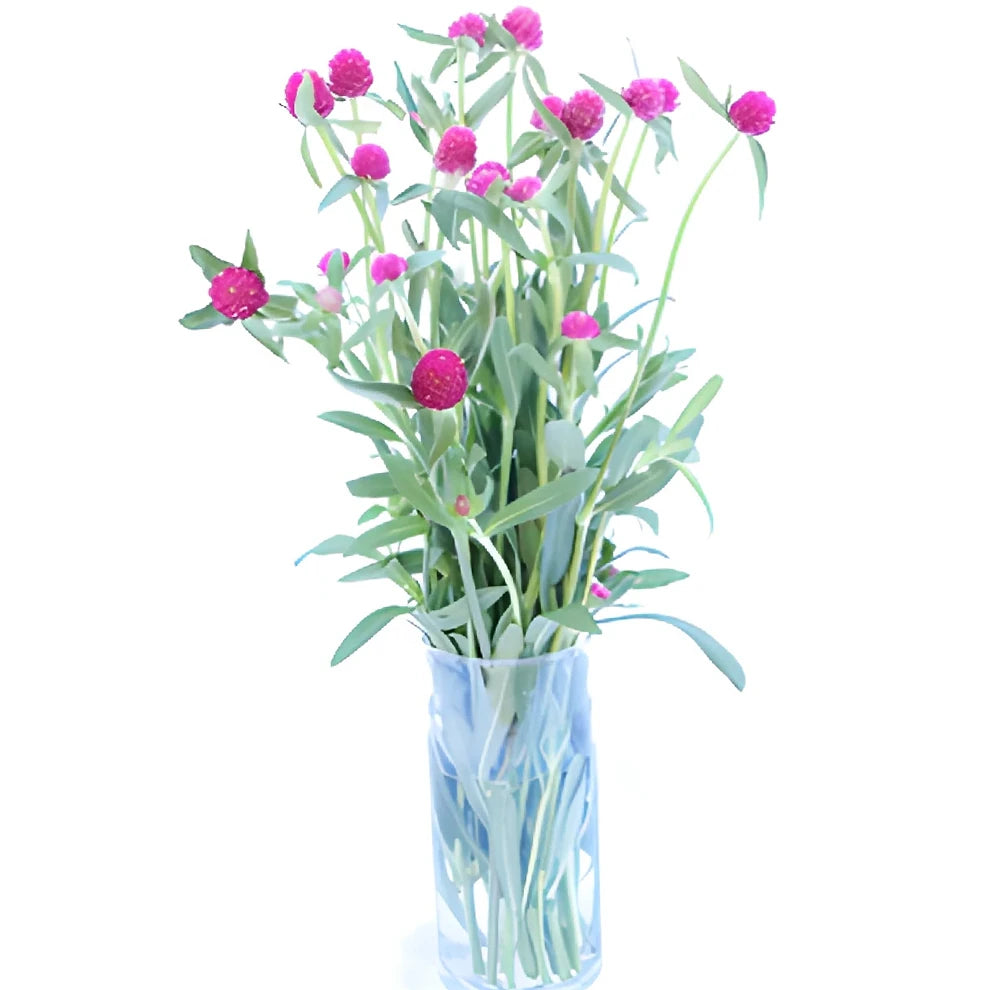 Pink Hot Gomphrena - alternative 1
