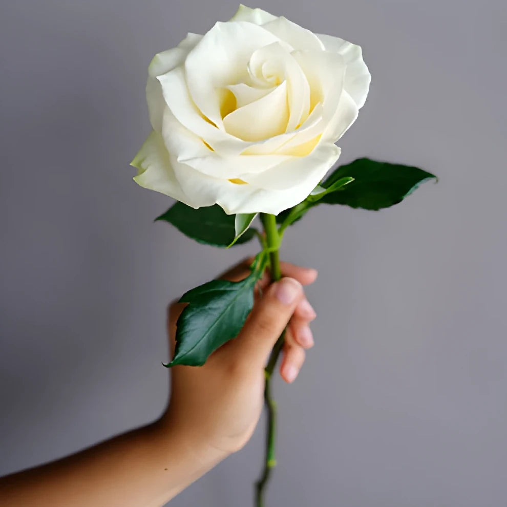 White Mondial Roses Standard - main