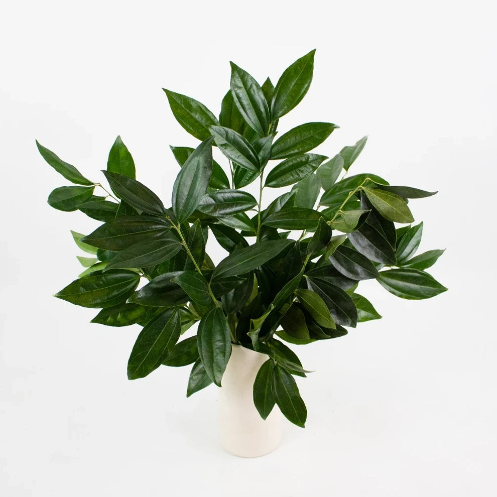 Cocculus Greenery - main