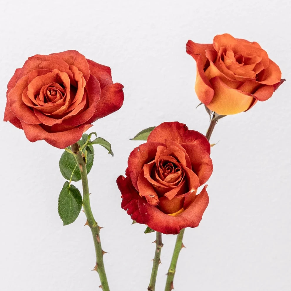 Brown Coffee Break Roses Standard - main