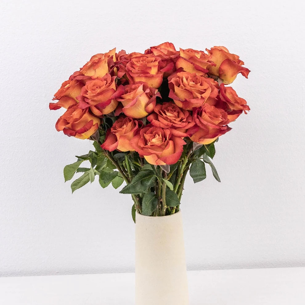 Brown Coffee Break Roses Standard - alternative 2