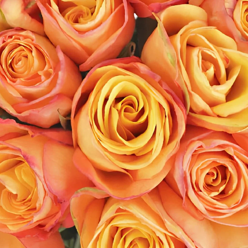 Confidential Roses Standard - alternative 4
