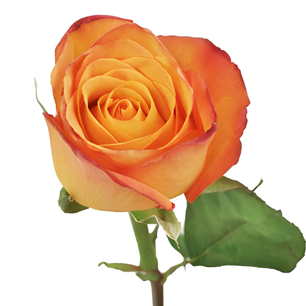 Confidential Roses Standard - alternative 1