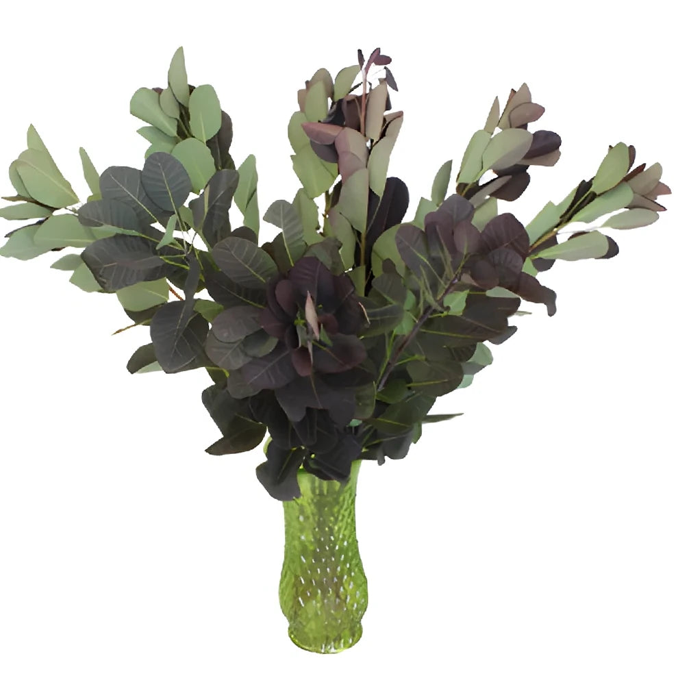 Cotinus Greenery - main
