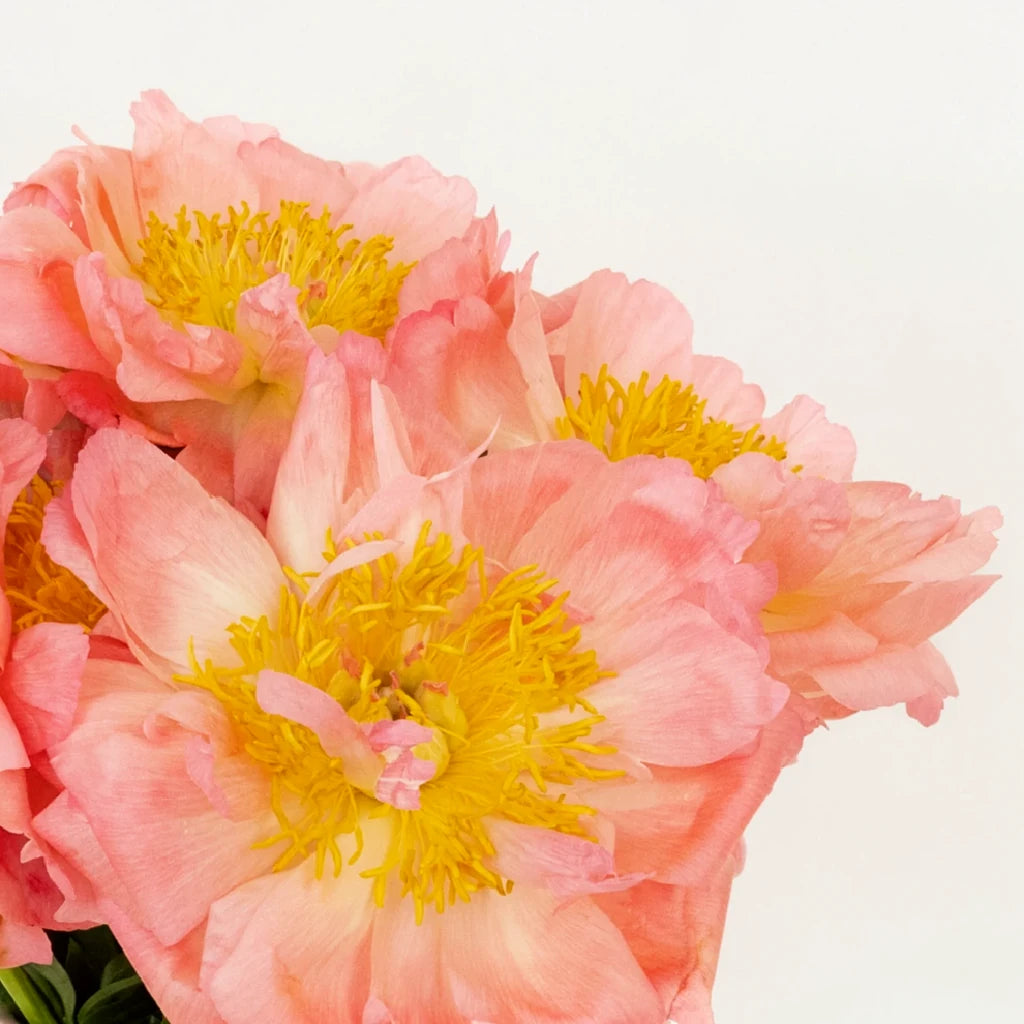 Coral Charm Peonies - alternative 1