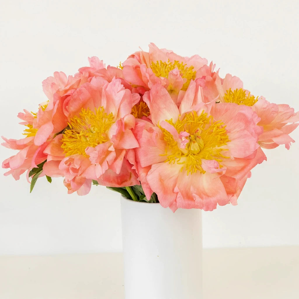 Coral Tulips Fringed - main
