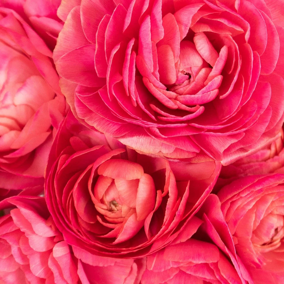 Fragolino Ranunculus Cloony - alternative 1