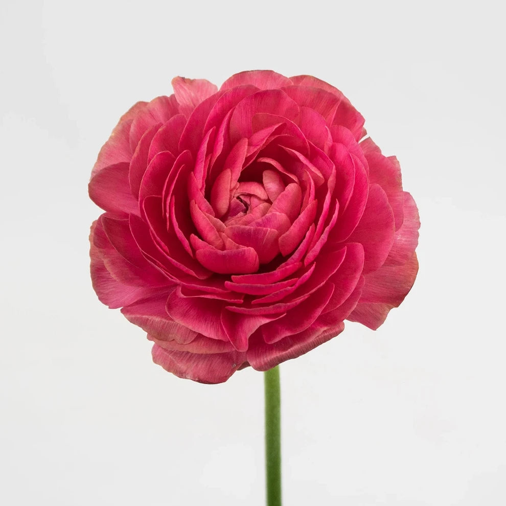 Fragolino Ranunculus Cloony - alternative 2