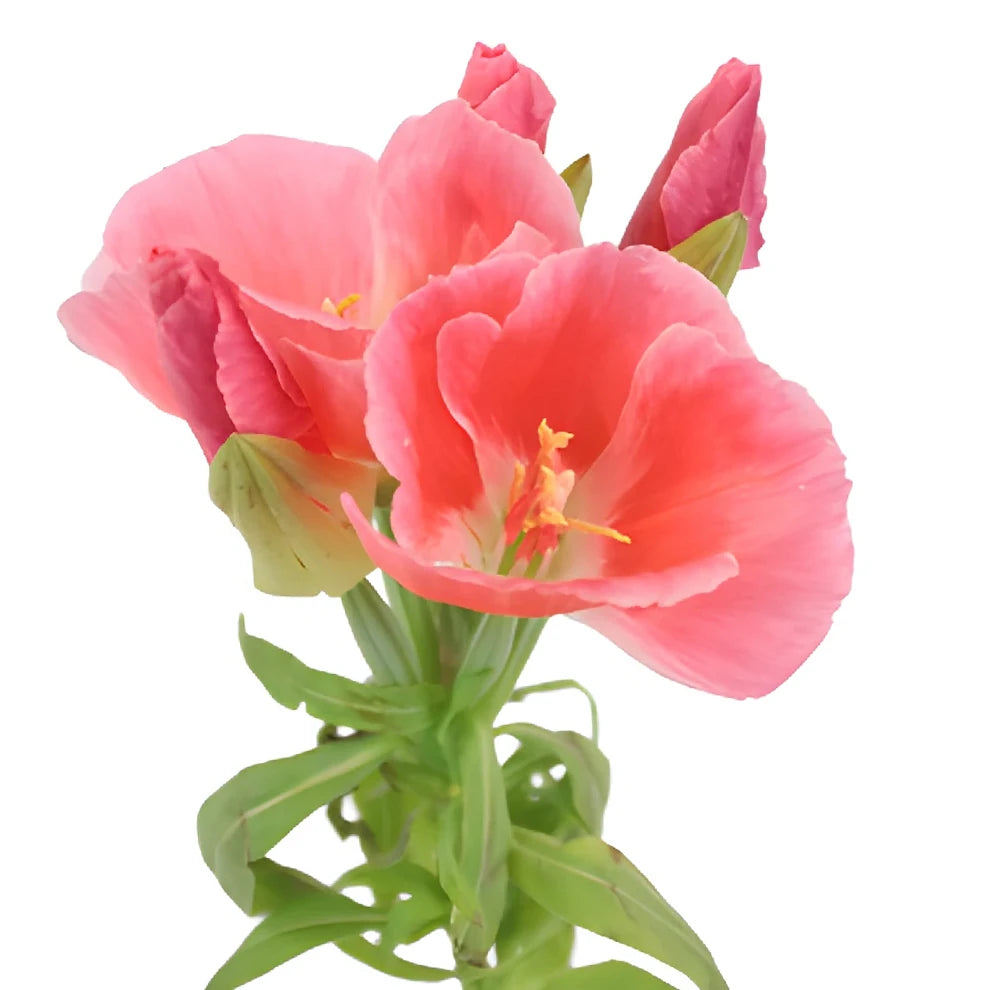 Coral Godetia - main