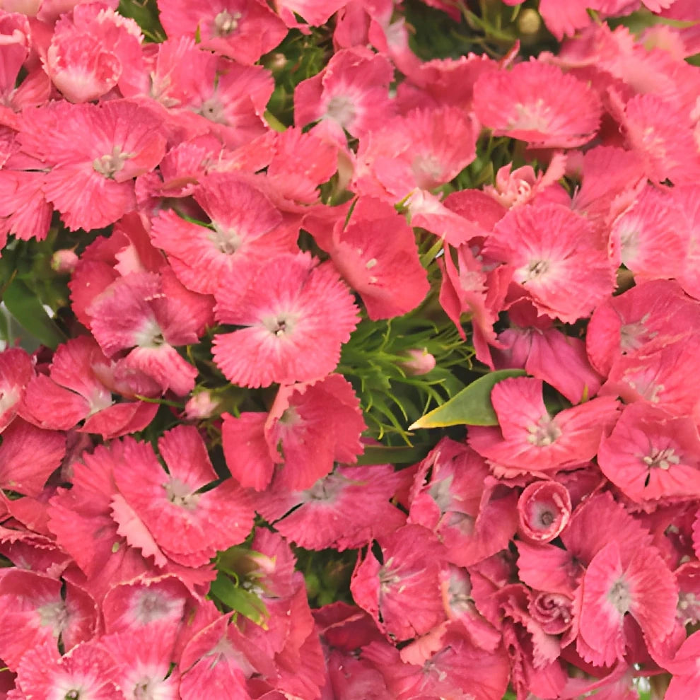 Sweet W. Coral Dianthus - alternative 2