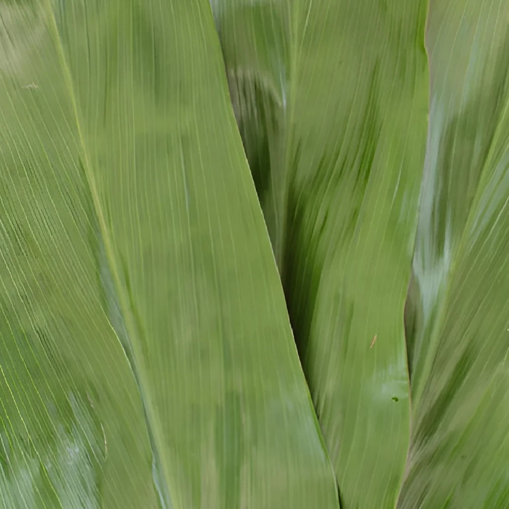 Ti Leaves Greenery - alternative 1