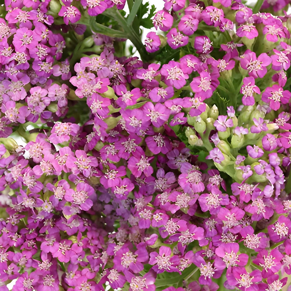Cottage Yarrow - Pink - alternative 1