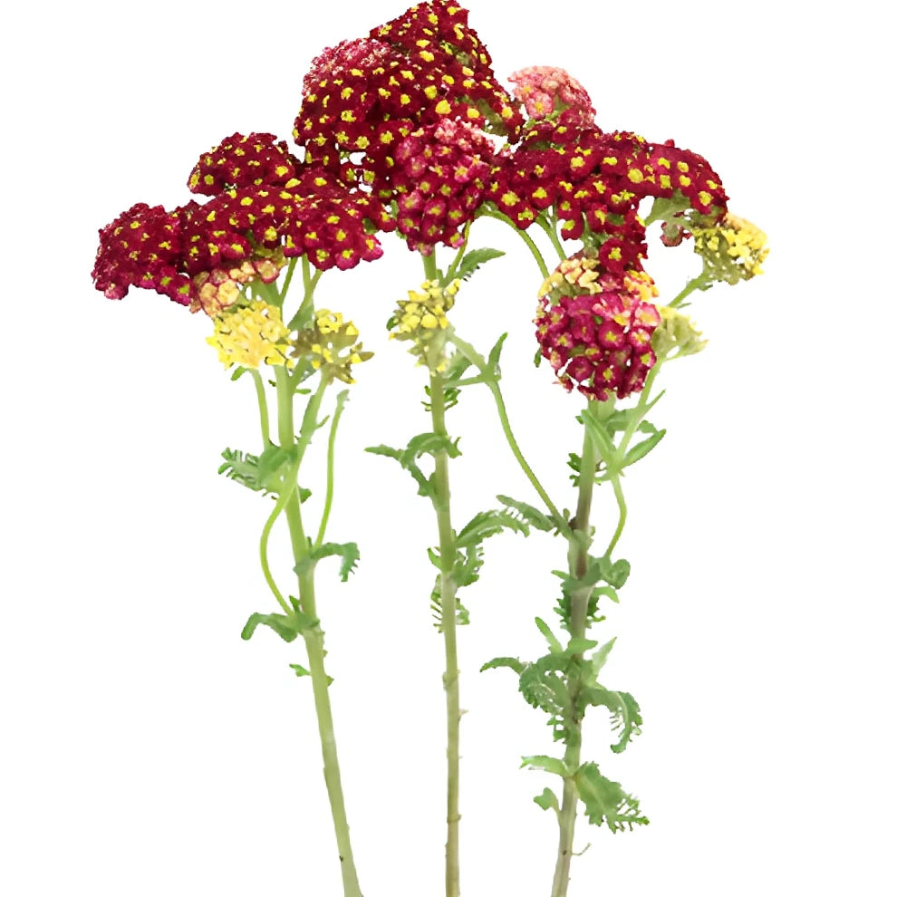 Red Yarrow - alternative 2
