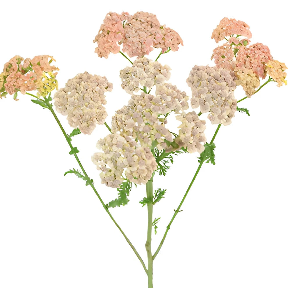 Cottage Yarrow - Peach - alternative 1