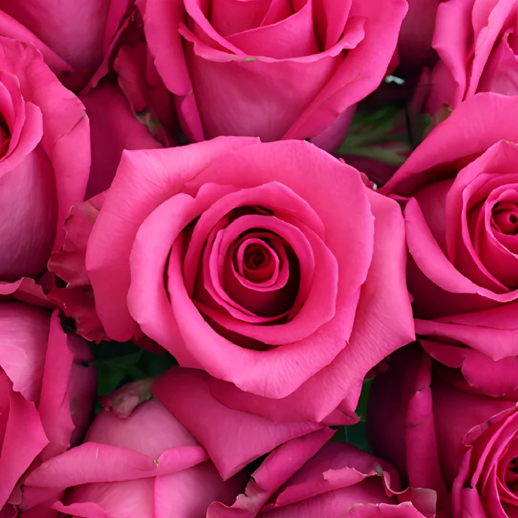 Candy Avalanche Roses Standard - alternative 3