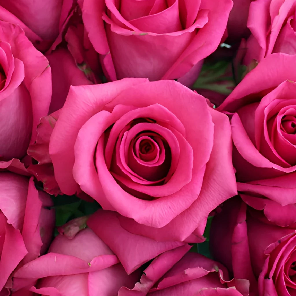 Cotton Candy Roses Standard - alternative 3