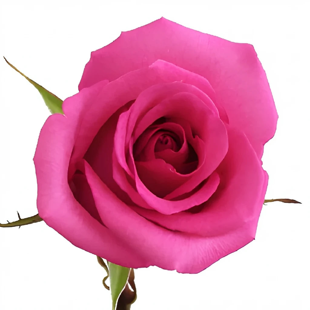Candy Avalanche Roses Standard - alternative 2