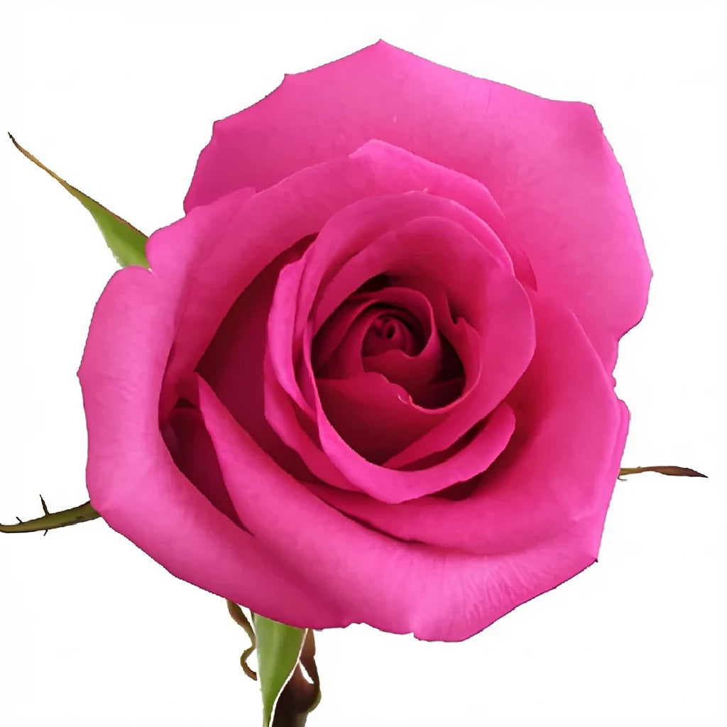 Cotton Candy Roses Standard - alternative 2