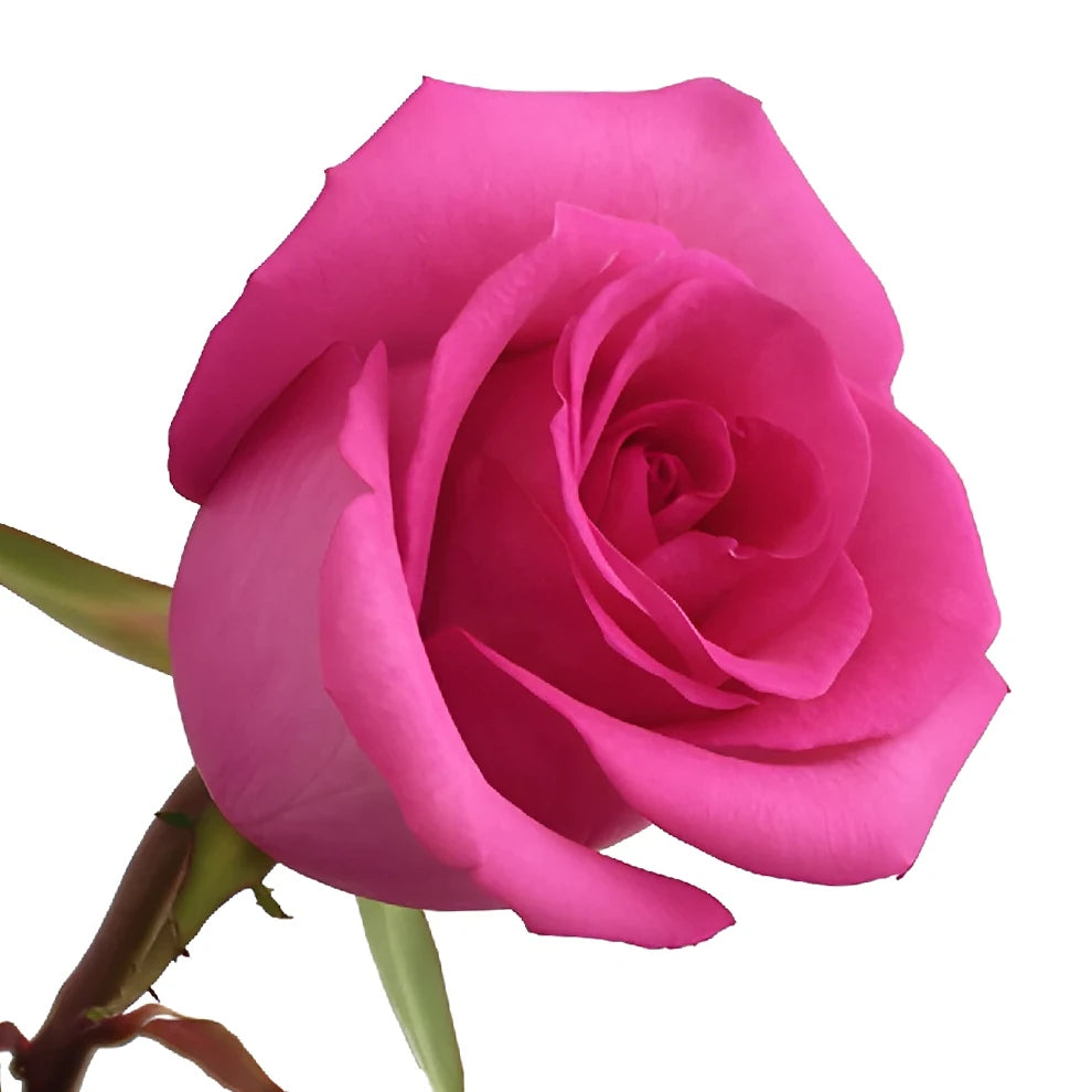 Candy Avalanche Roses Standard - main