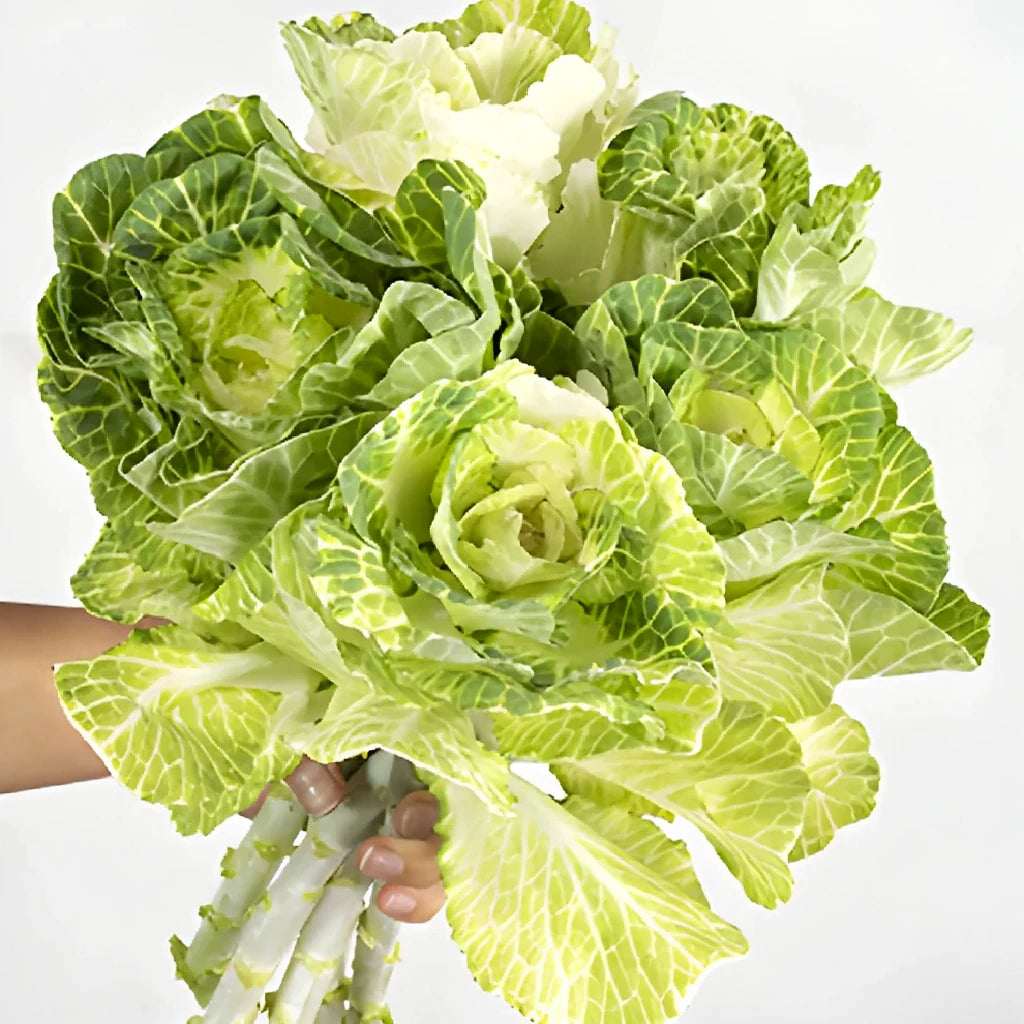 White Kale - main
