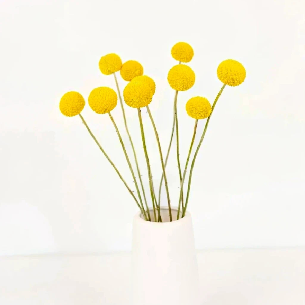 Yellow Craspedia Billy Balls - main